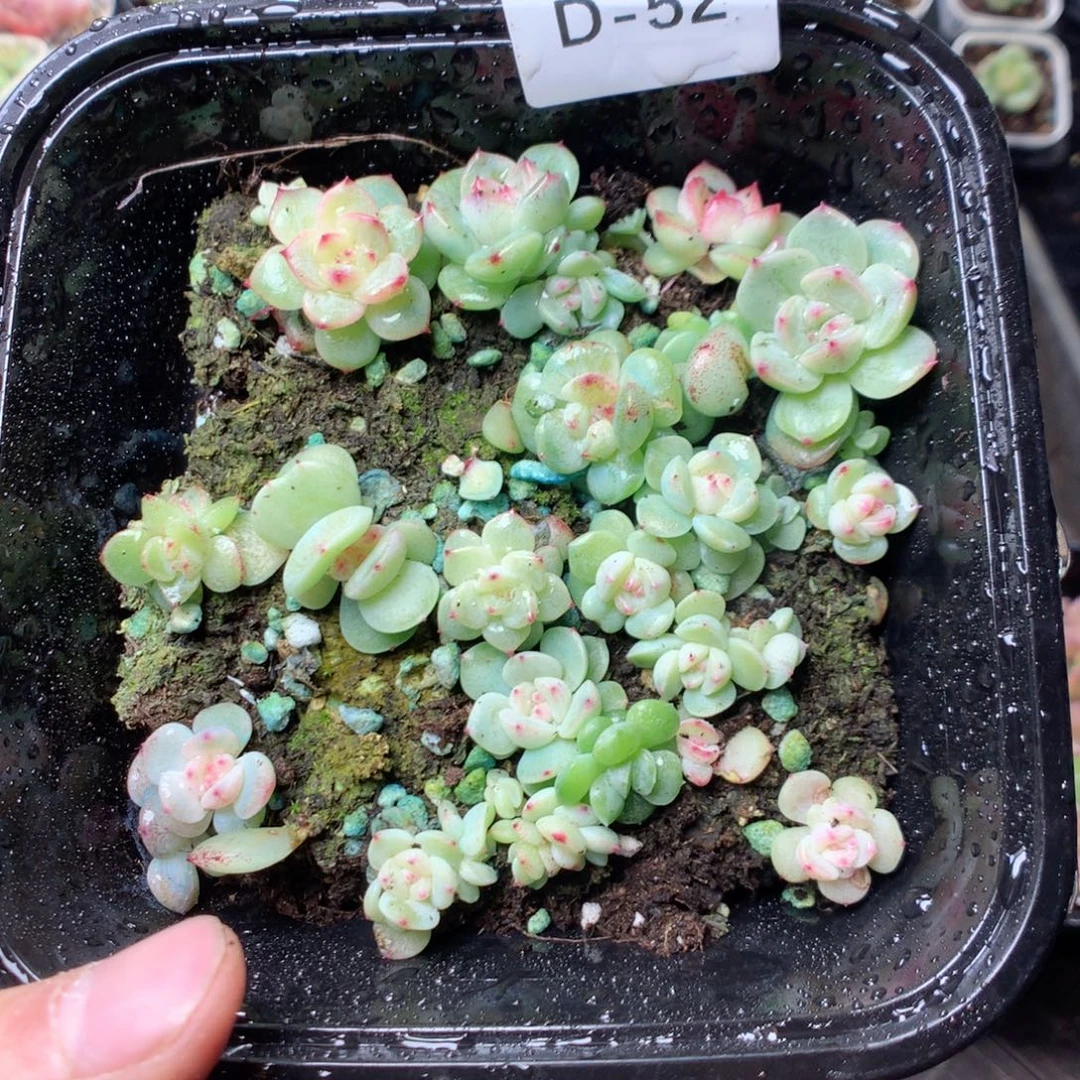 无花朵D52。 甜心yyyyyy