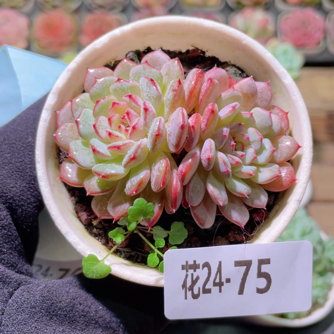 花利美24-75哈尼单头