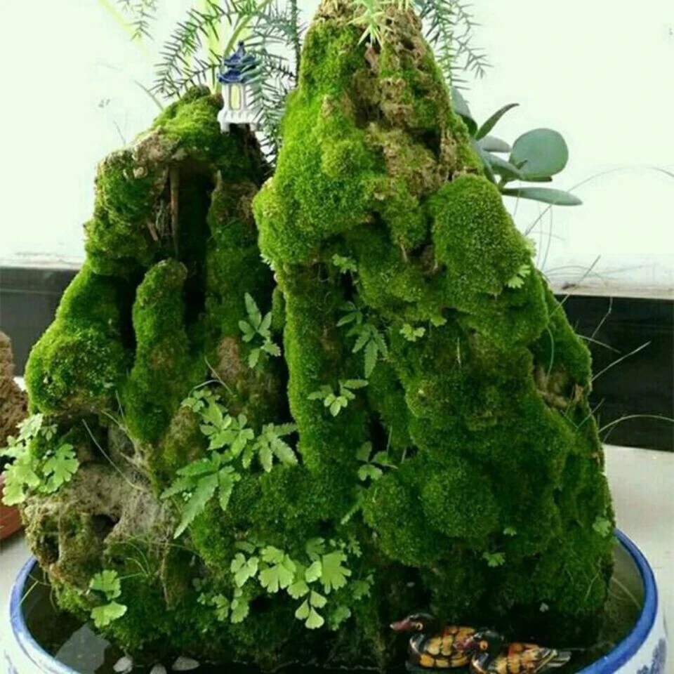 苔藓孢子粉种子用于微景观盆栽四季鲜活植物种子