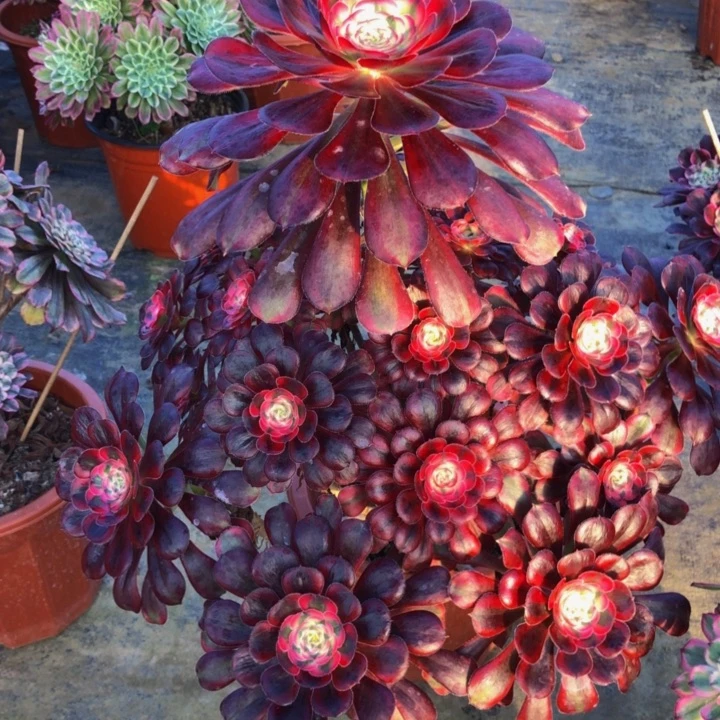 打****觉香奈尔多肉8660000000000