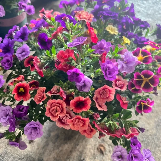 百万小玲舞春花盆栽四季开花好看好养花卉植物