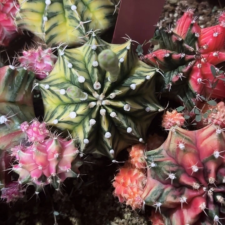 799-0705泰国发货