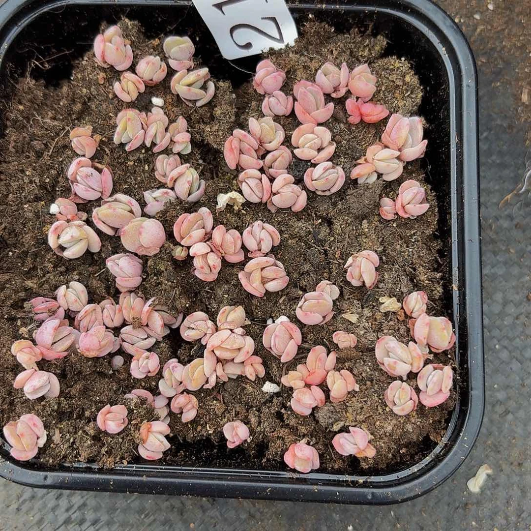 多肉植物多肉植物21