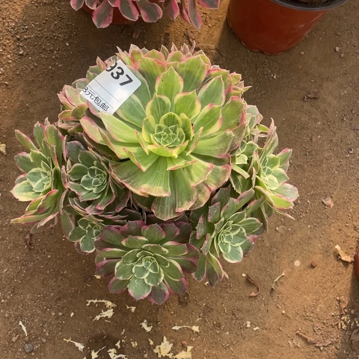 多肉水蜜桃法师937