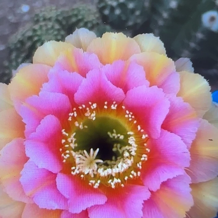 雅森413号侧芽4公分➕