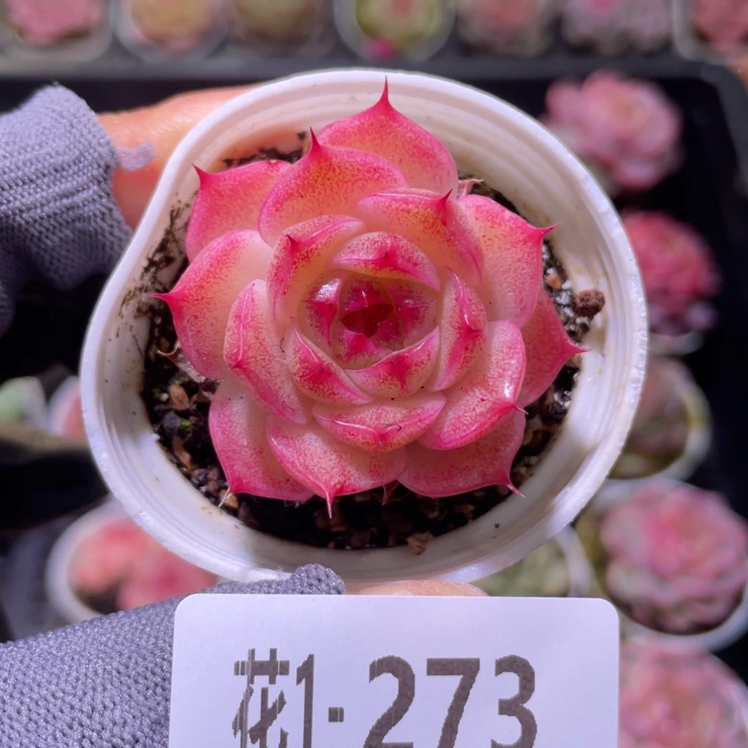 花利美1-273海王