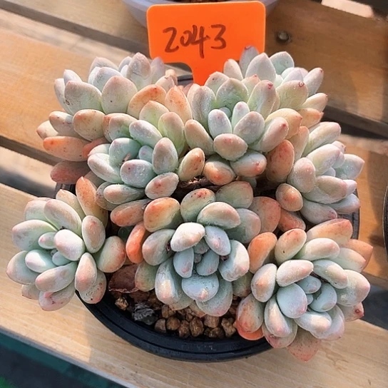 香水2043号码牌子的
