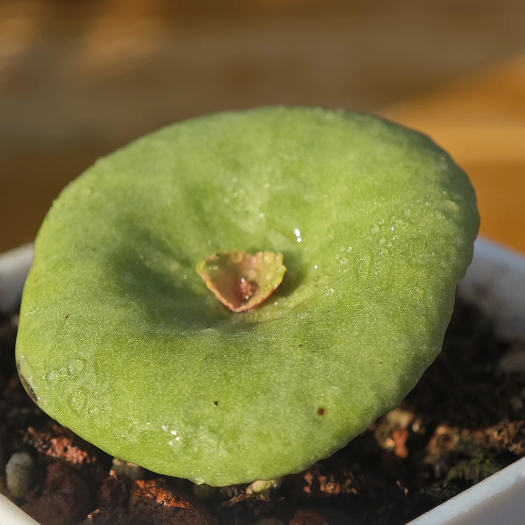 一物一拍小酒杯小雨伞青龙锁属多肉植物球茎植物