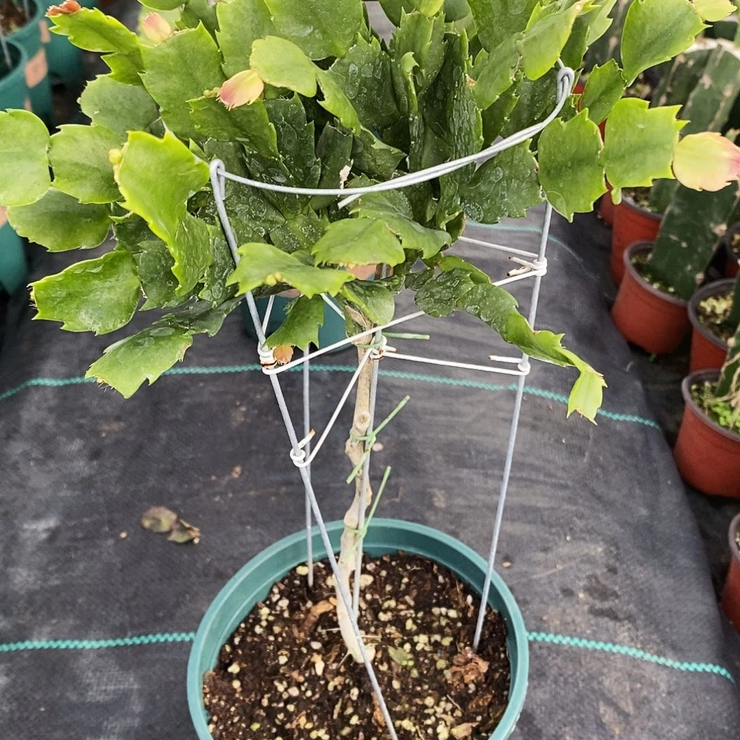 遗***3无花朵福利款重半