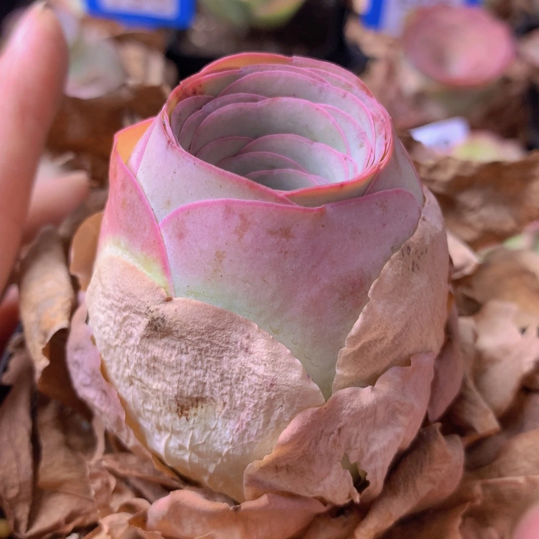 一物一拍星辰福利291