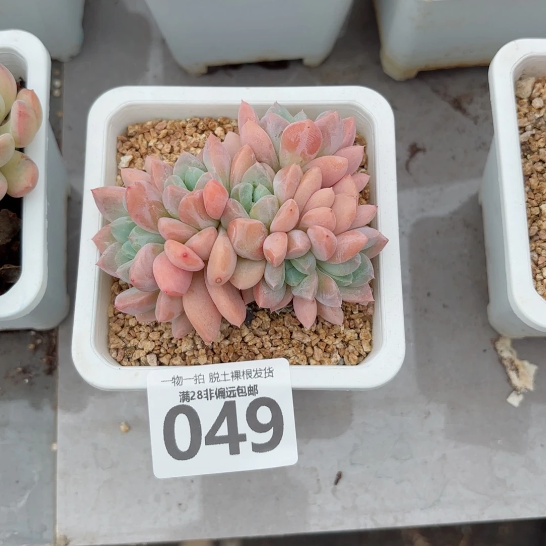 芙丽朵老桩无盆土发货