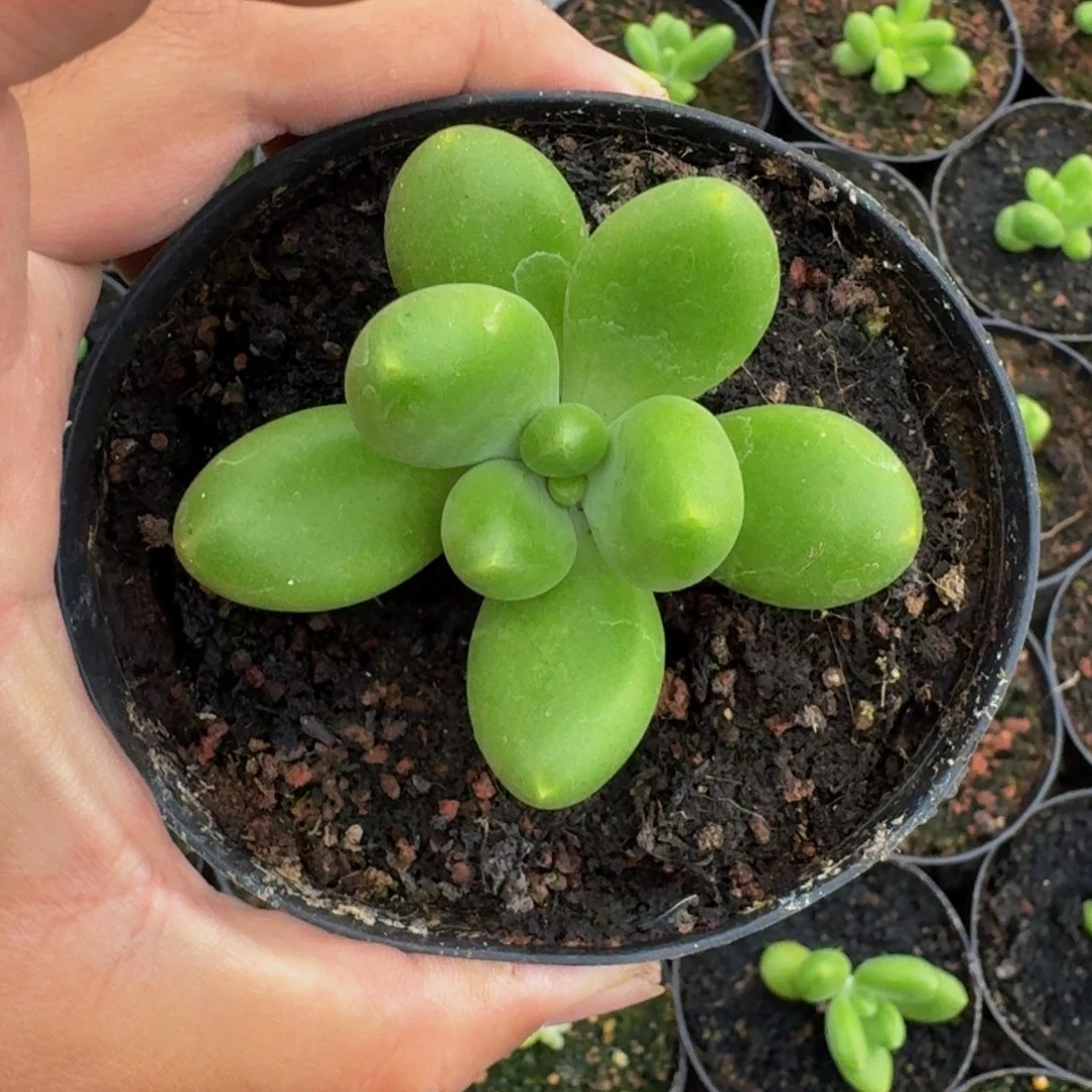 摩尔根 单头 一物一拍