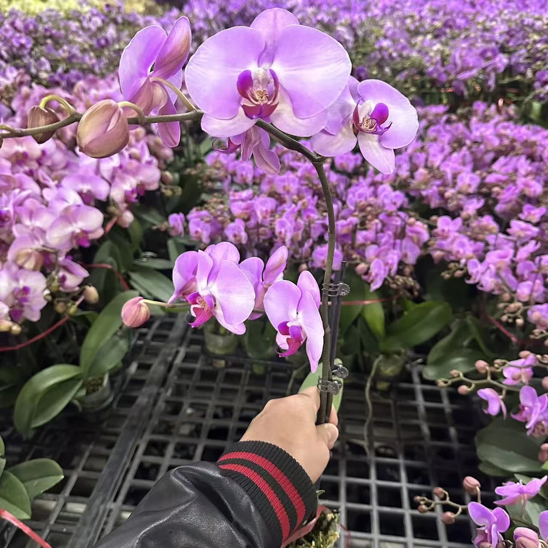 蝴蝶兰【杭州美人】双花剑 大花  室内花花 广州基地直发