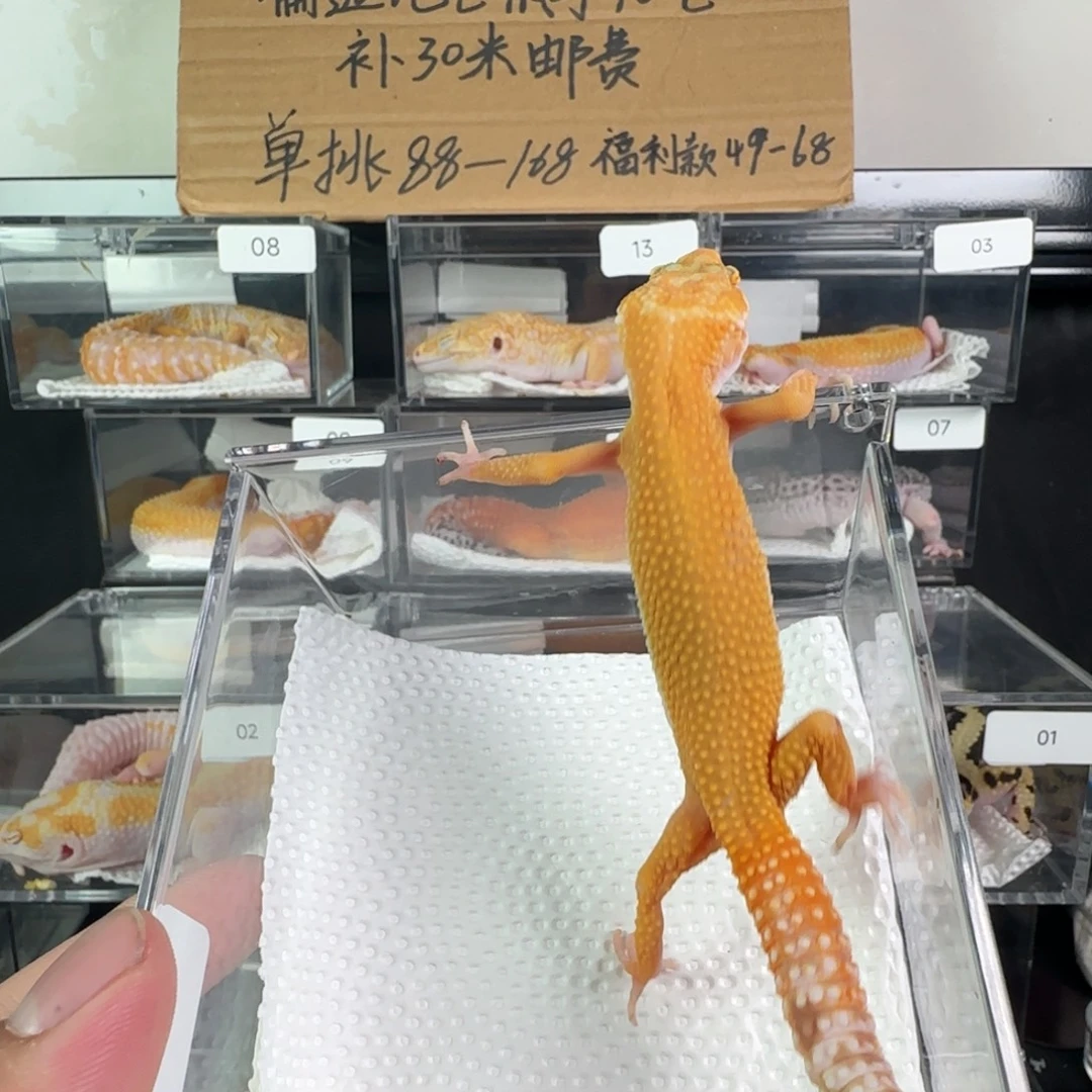 豹纹守宫无纹暴龙弟弟