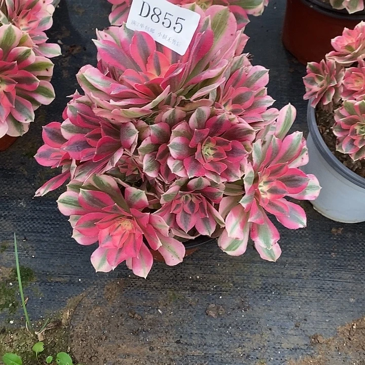 855粉女巫多肉不周正