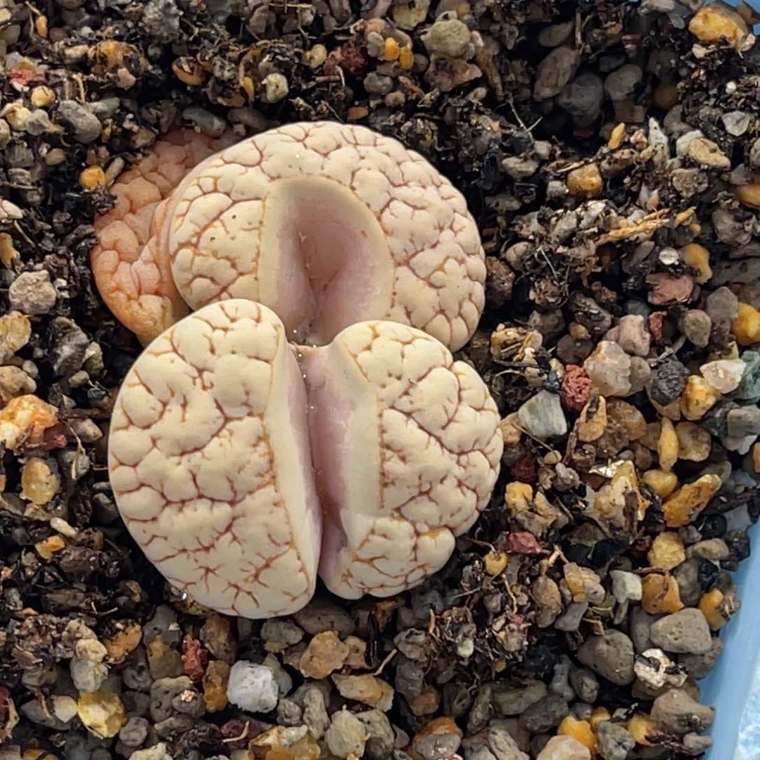 7224双头拿铁1891怪