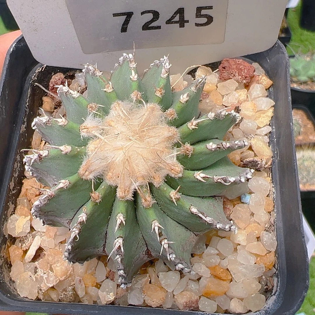 7245薄叶花笼实生裸根发