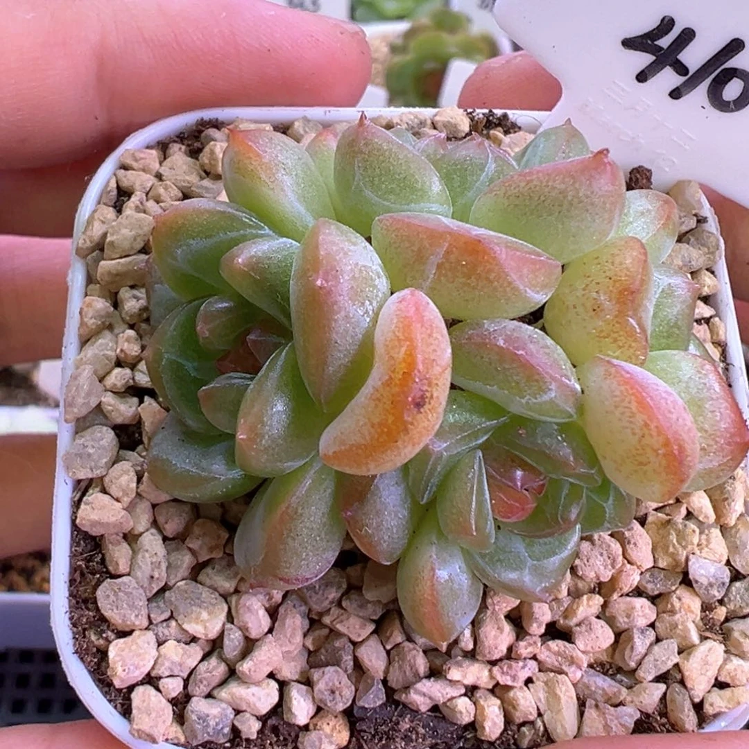 410号琴心4头晗雨多肉植物