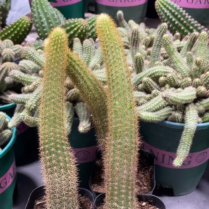 红蜻蜓自根金妞一杯