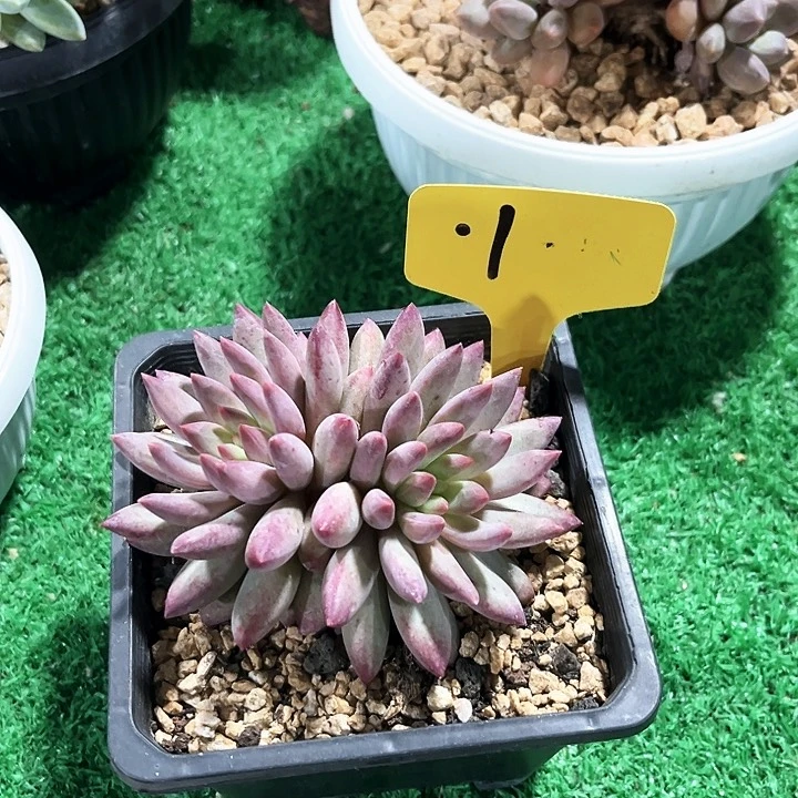 双头红体虞美人1号码牌子