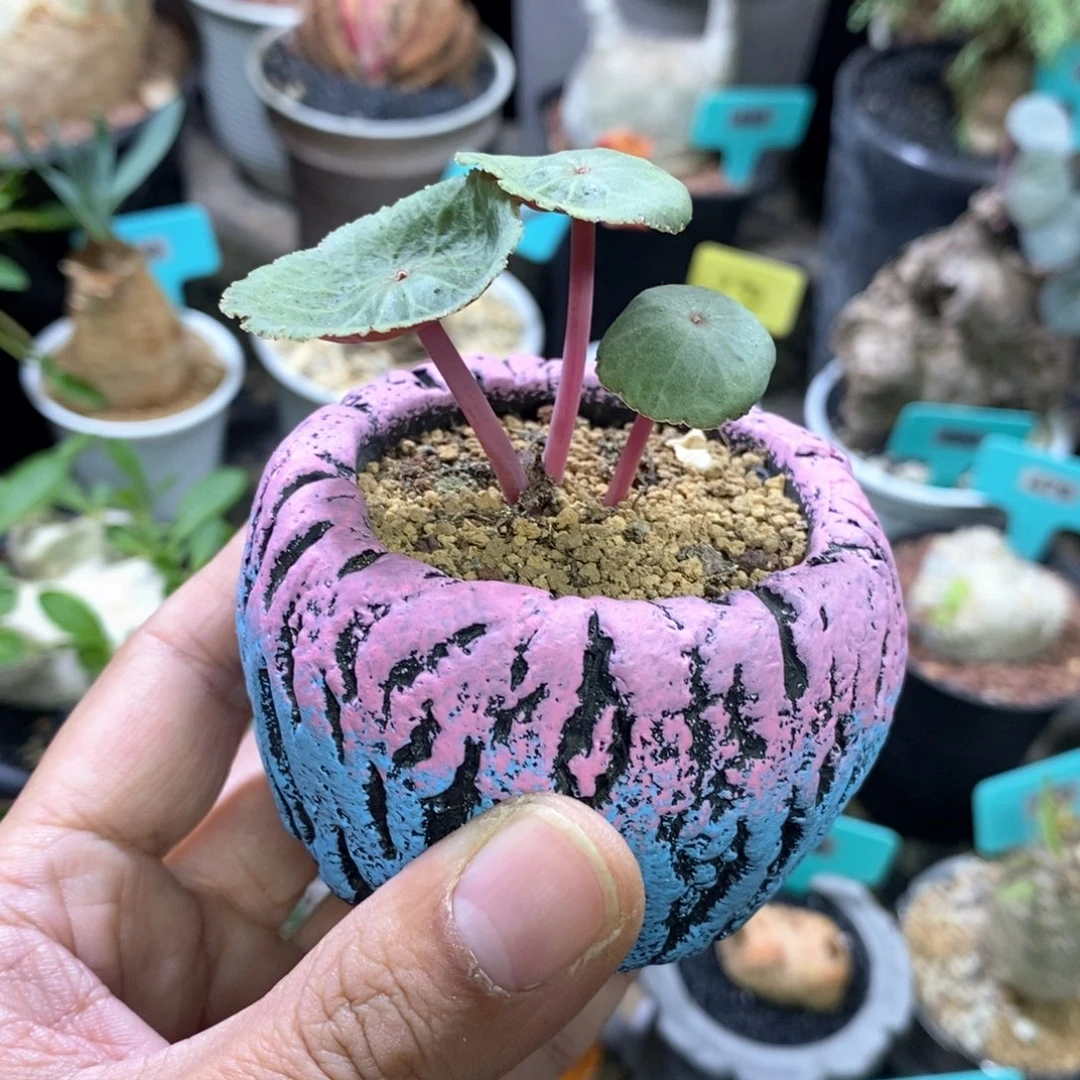 小酒杯多肉植物一个