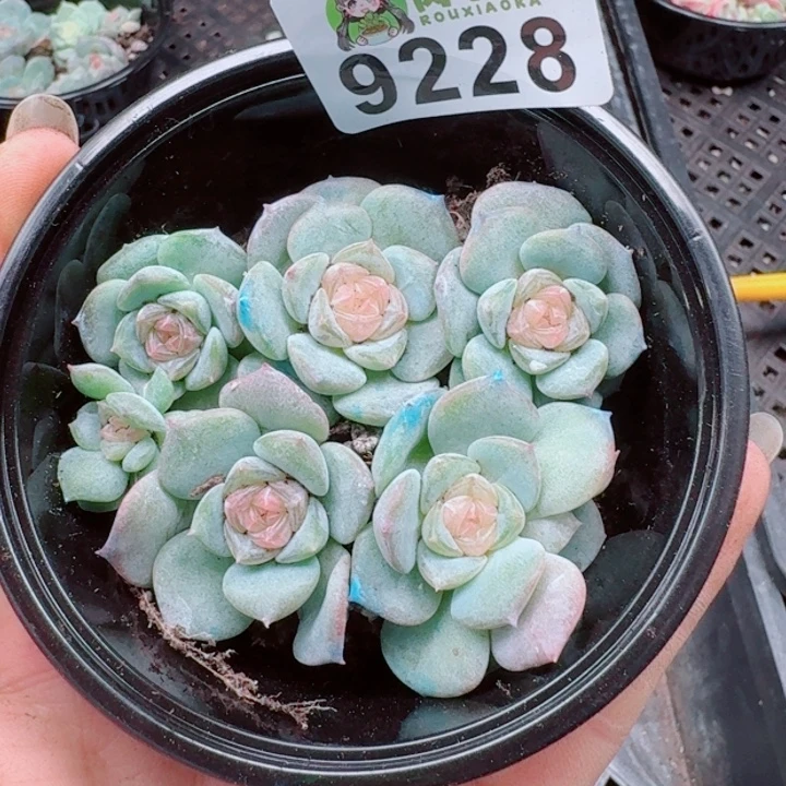 多肉植物多肉植物