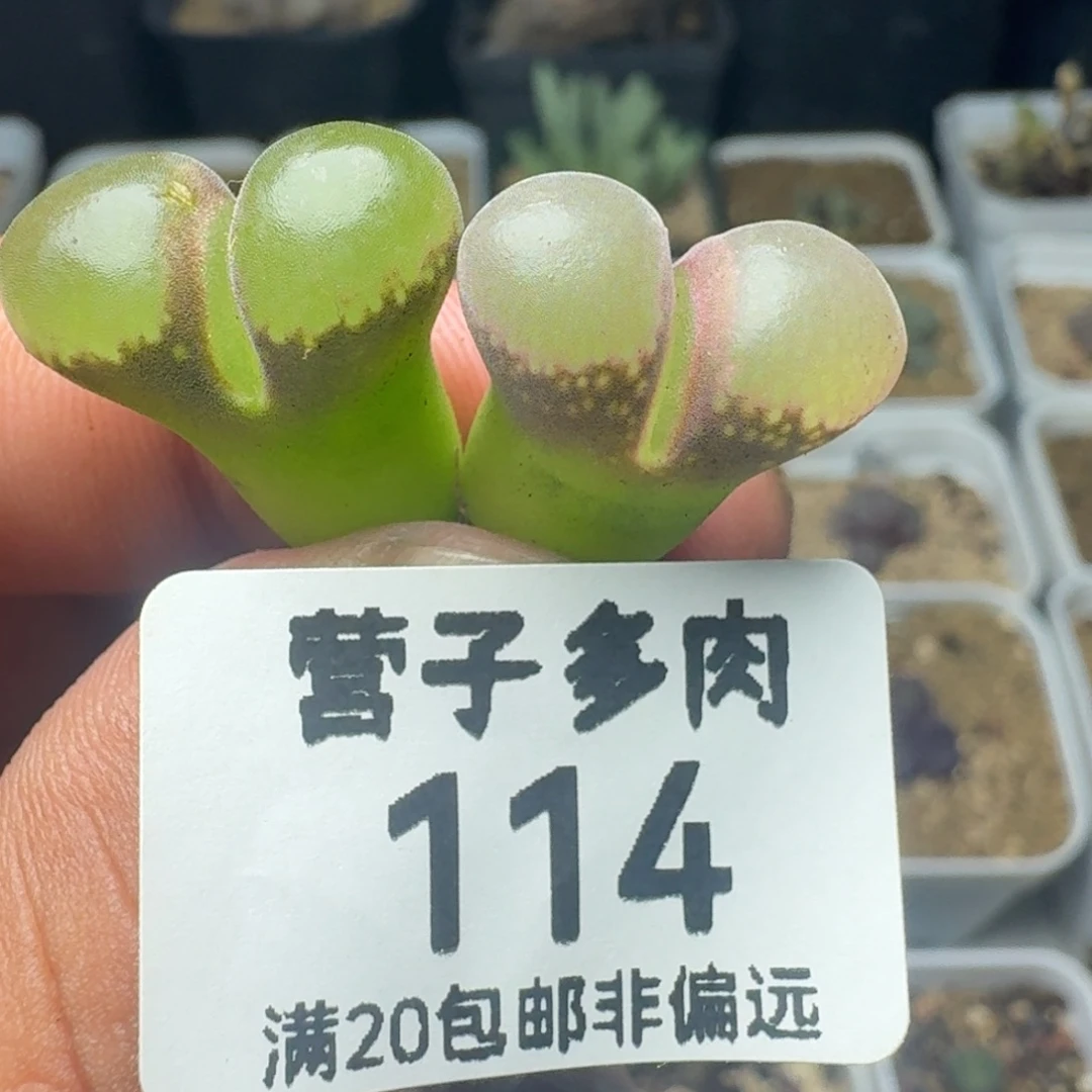 红宝石风铃。