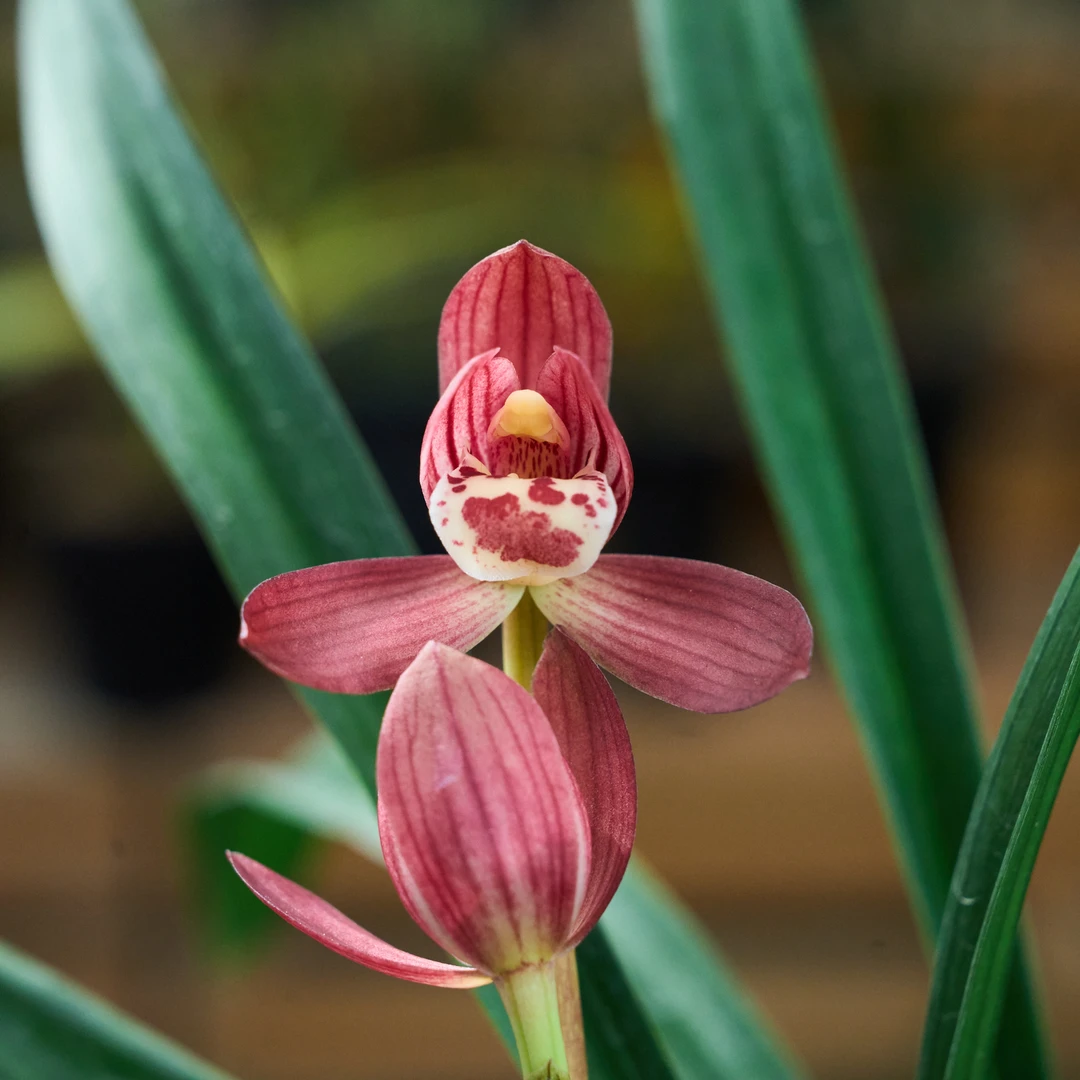 兰花春剑醉美红荷 元宵红花 名贵高档铭品室内花卉苞香苗绿植盆栽