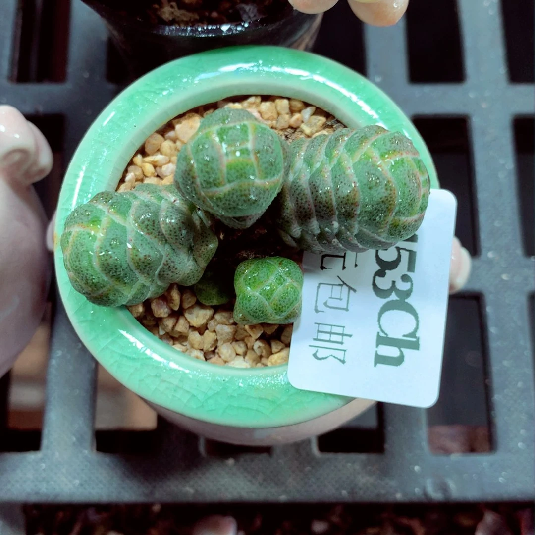 5厘米盆精控多肉1453