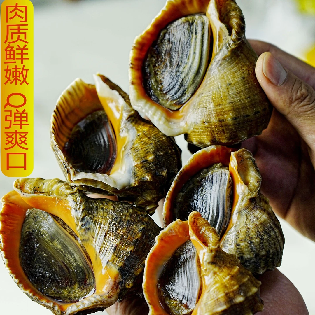 鲜活大海螺肥美新鲜海捕包肥饱满顺丰发货共4斤装(3斤+1斤小豆螺）