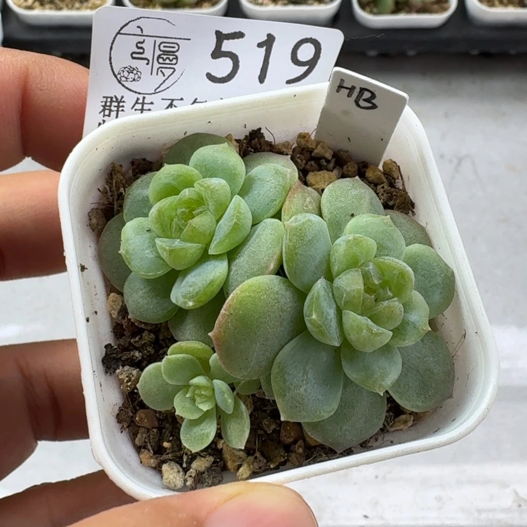 如图519优选糖心HB一颗