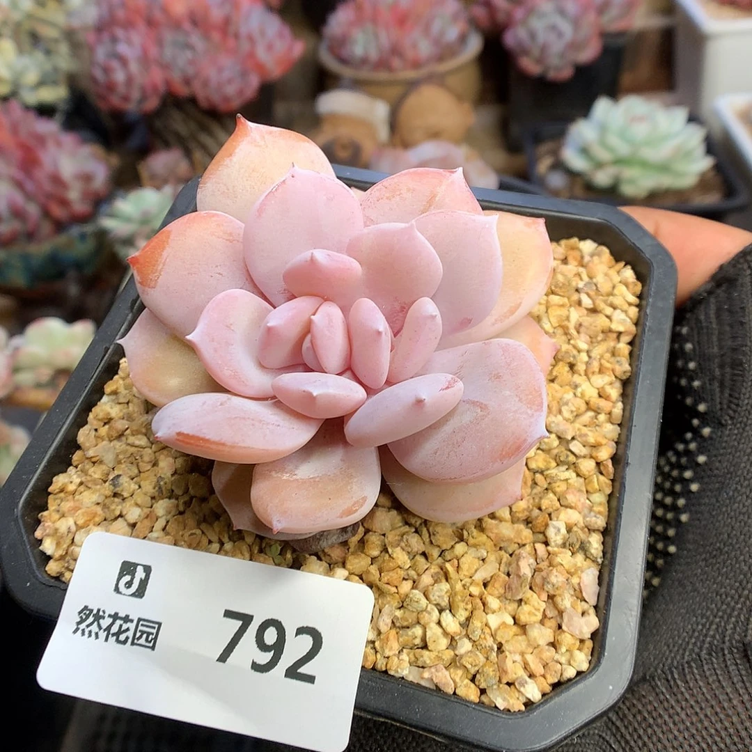 792奶茶多肉植物6666