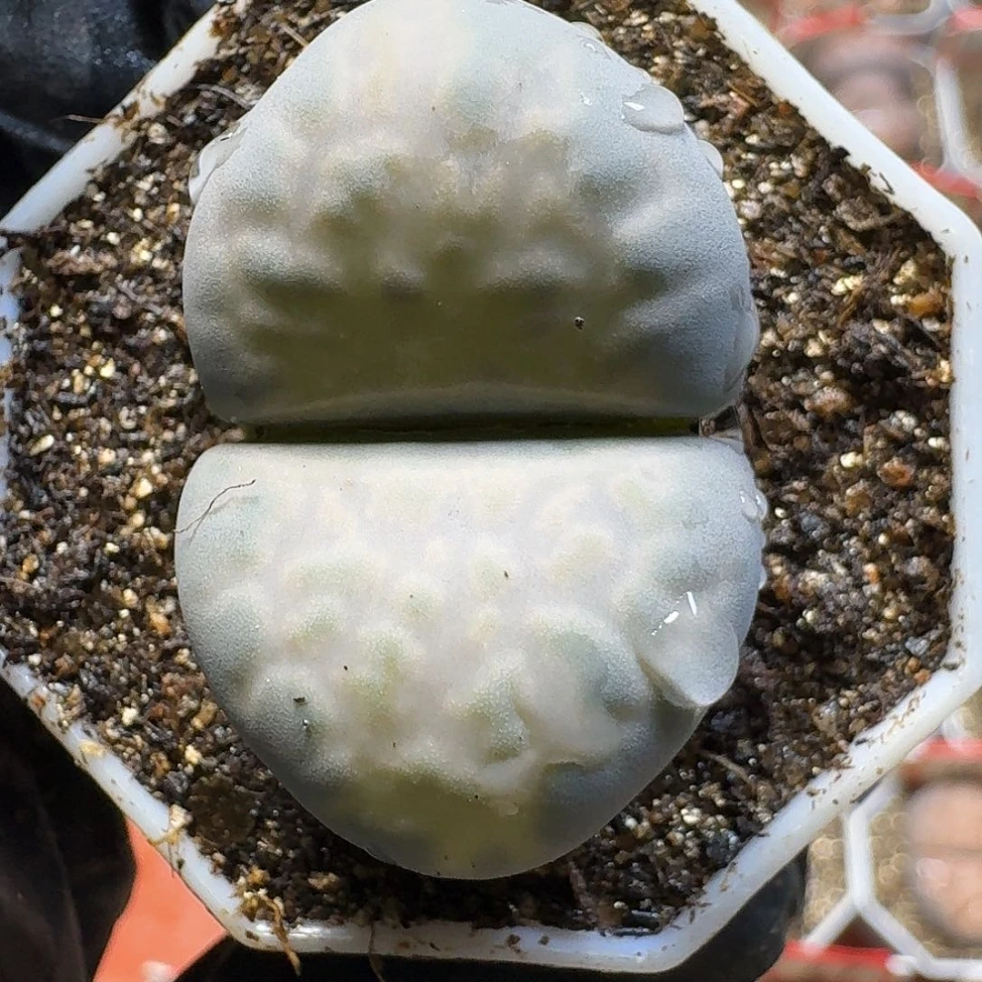 生石花23:：：：。  75