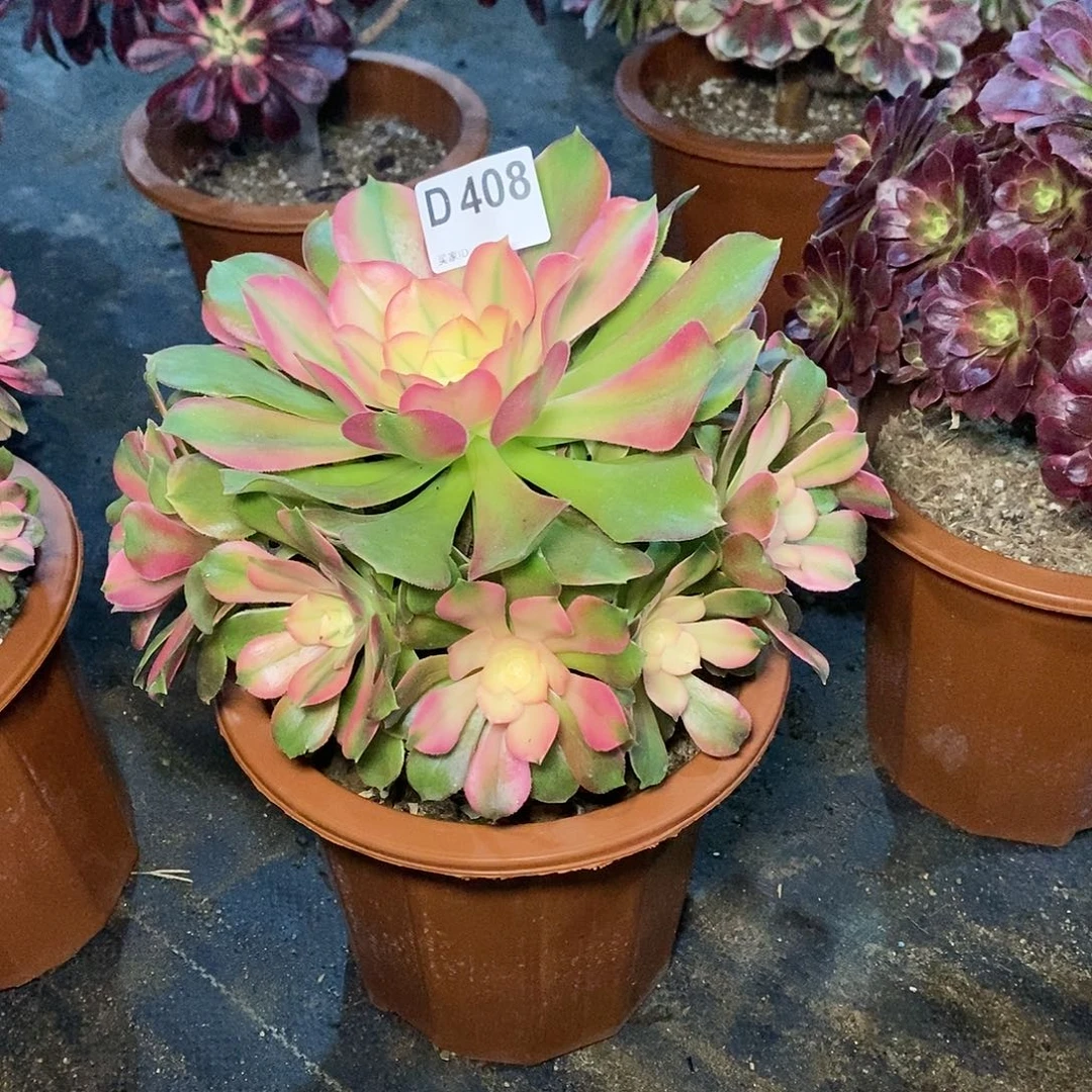 香妃408多肉111111