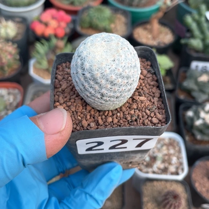 227实生白鸟仙人球