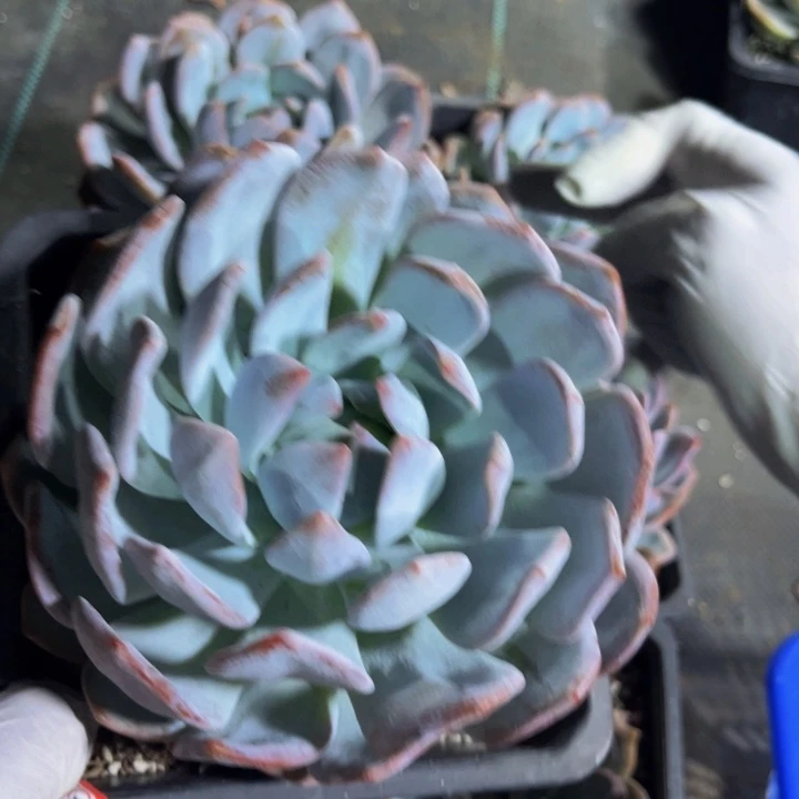 8***8雪橙一颗单头140盆
