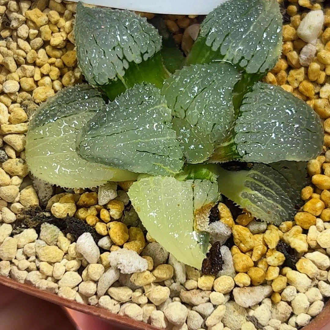 天空之境锦十二卷多肉068