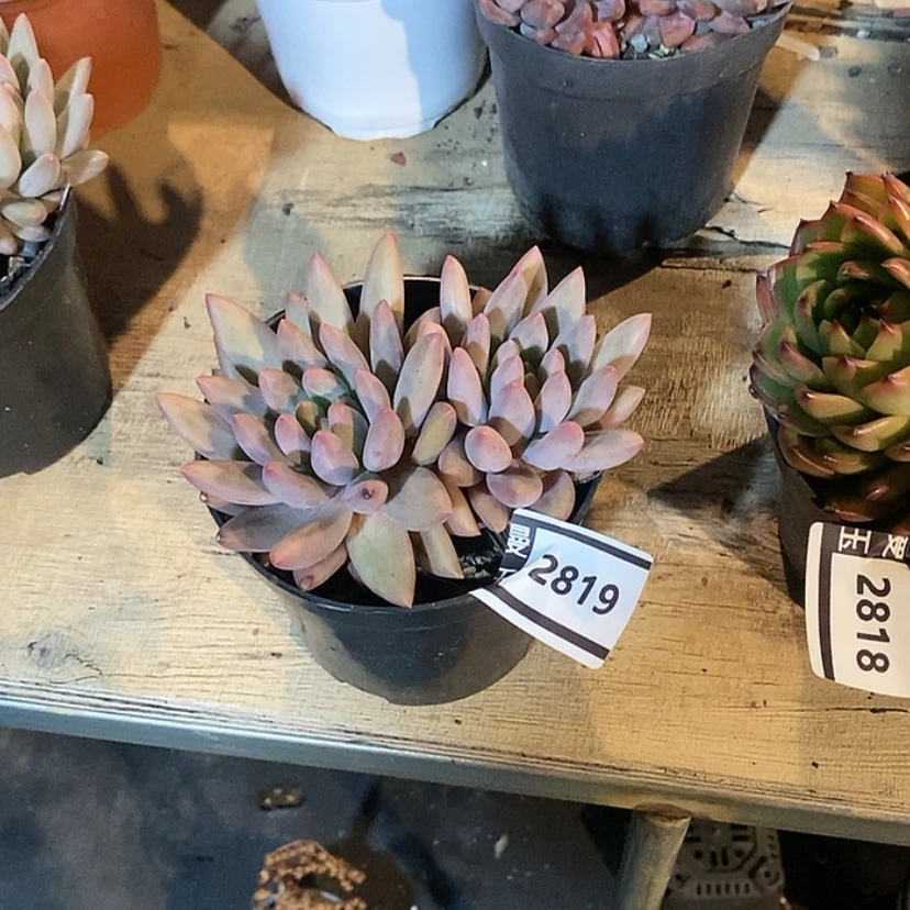 【闪购商品】水晶球2819