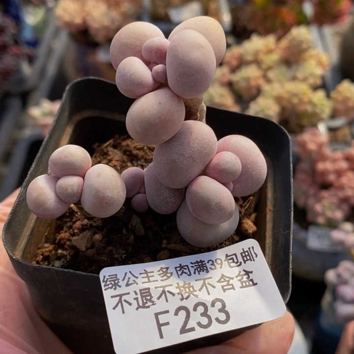 橙奶老桩5cm233多肉植物