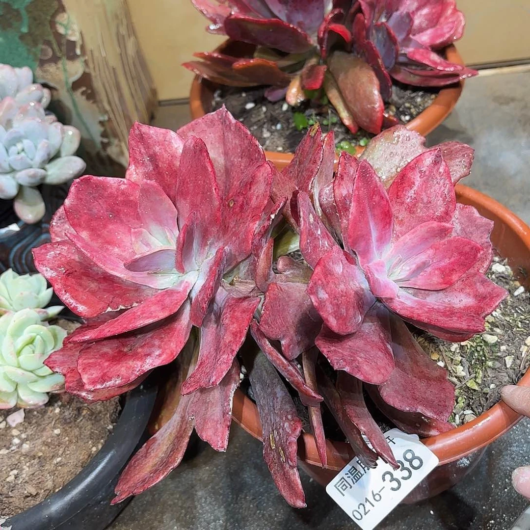 同温层多肉钻石锦338