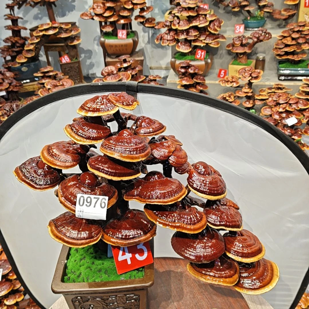 赤灵芝灵芝盆景灵芝花