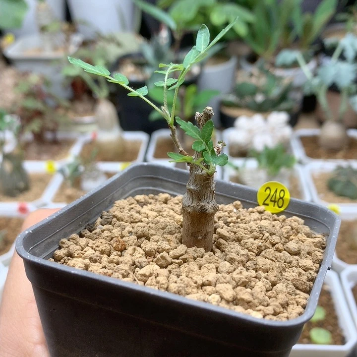 实生尼勒达乳香带盆248