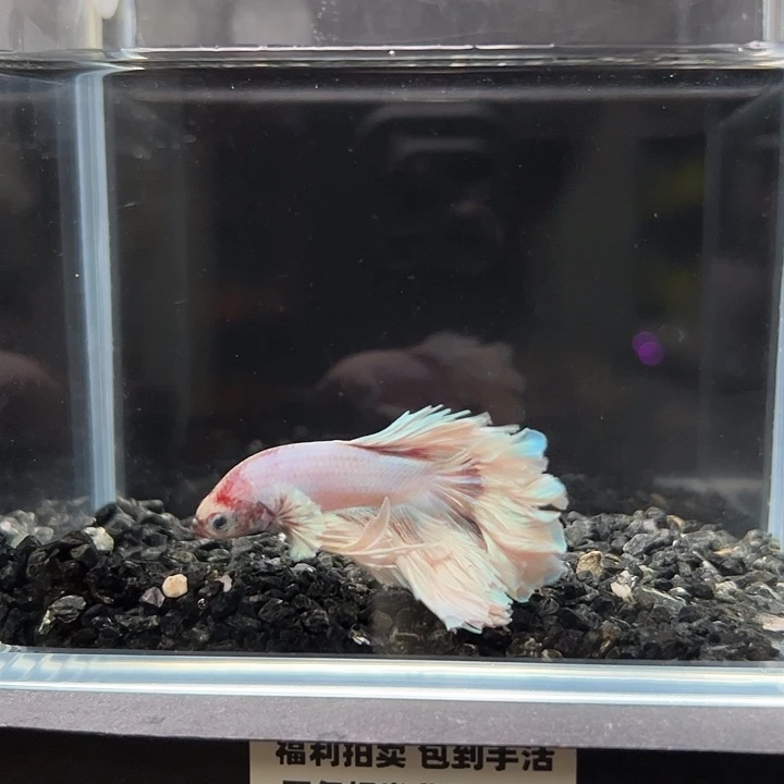 斗鱼竞拍跑单拉黑10日107