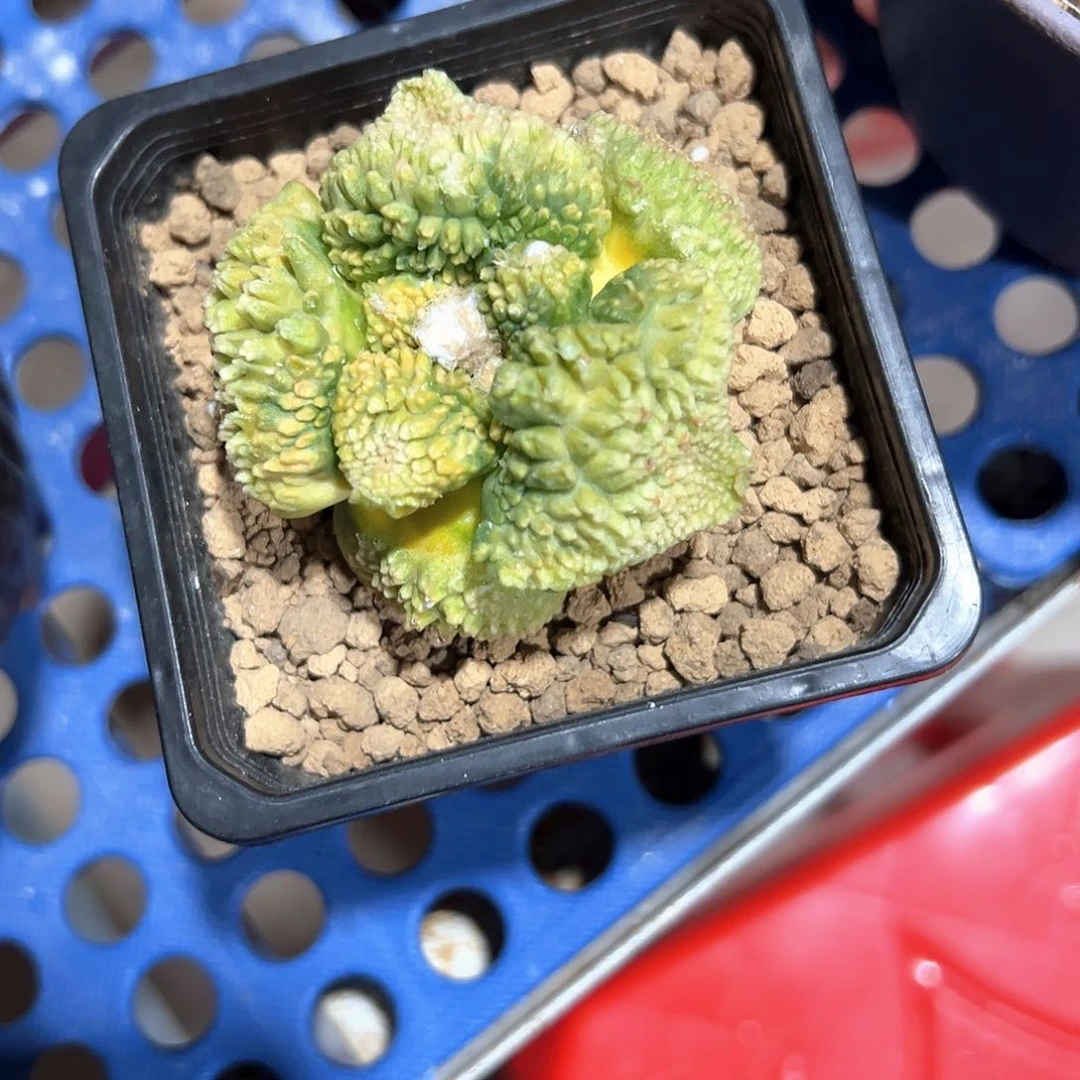 龙**3苗接落地哥斯拉牡丹锦