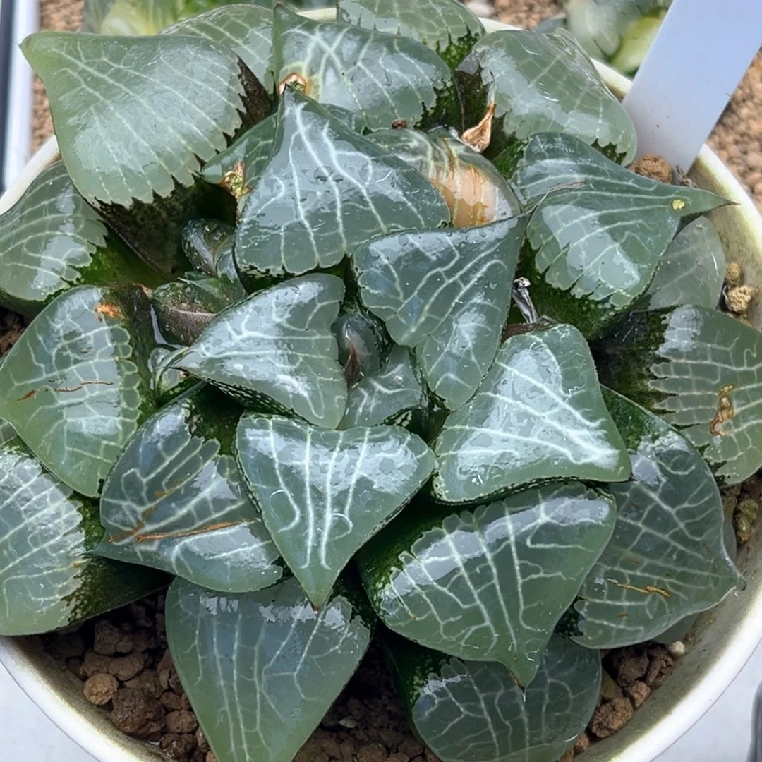 14实生克十二卷多肉