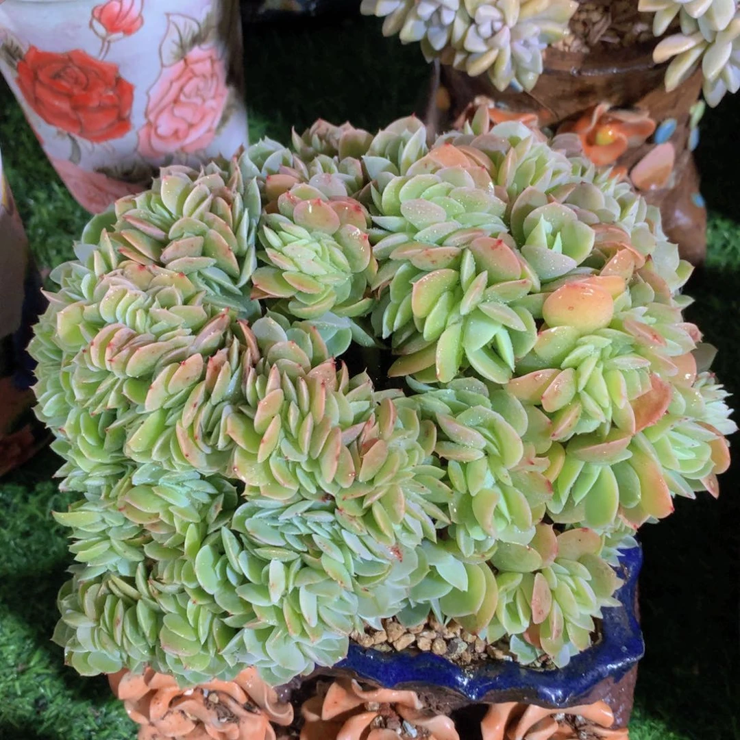 星纳塔朵朵缀20 公分一物一拍