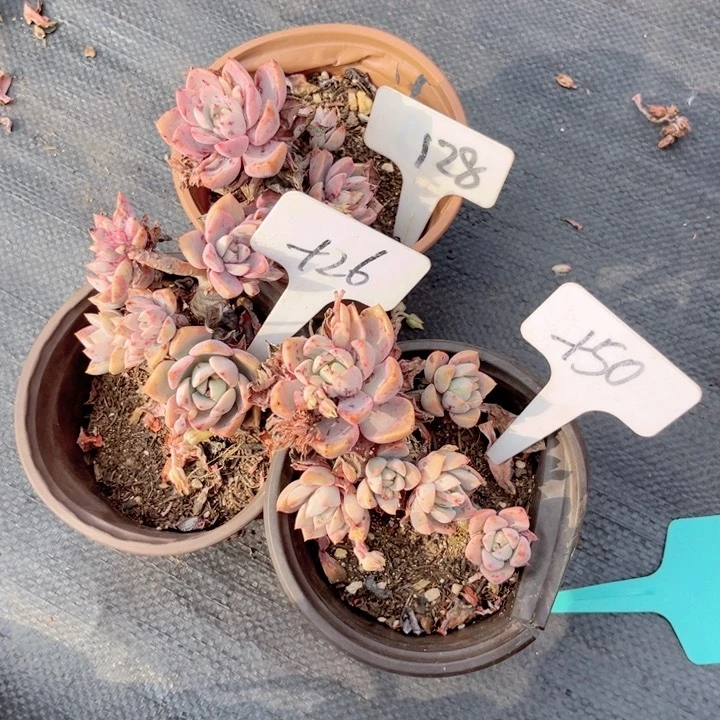 晨语多肉一物一拍+50.+26.128