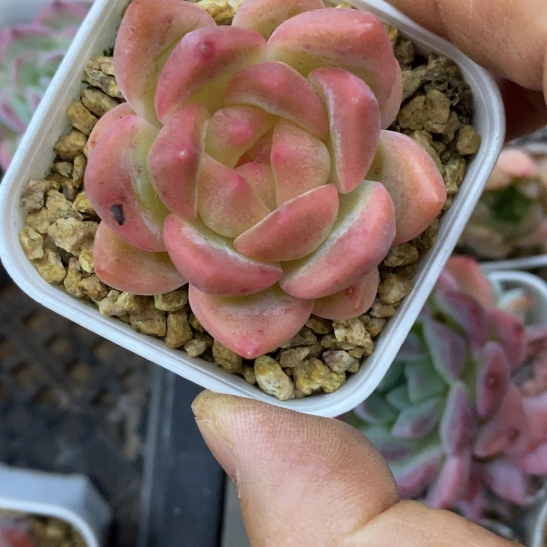精品多肉一物拍不包整80