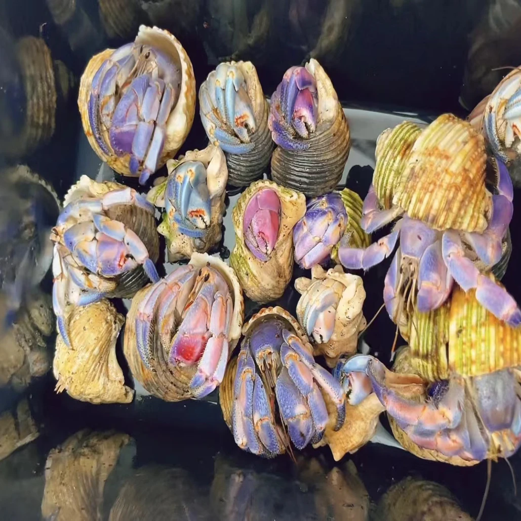 紫陆寄居蟹宠物蟹观赏佳品好养易活（主图为买家秀）