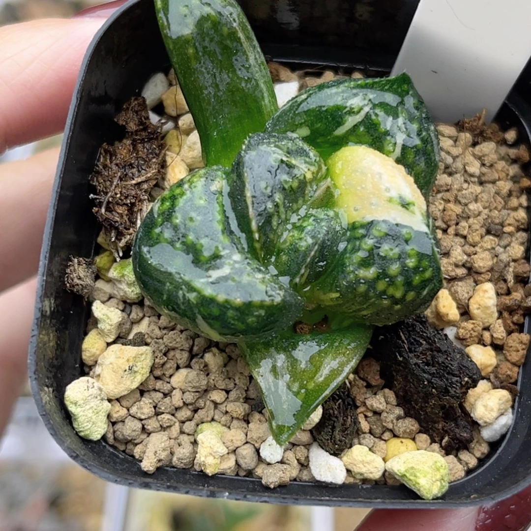 4巨大丸叶紫禁城锦福利专场